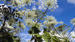 Hogweed awareness campaign launched