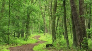 New community forest for Cumbria