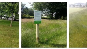 Dundee's greenspaces are getting greener!