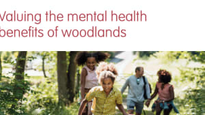 Woodland walks save UK £185m a year in mental health costs